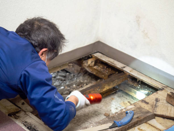 Best Mold Removal Company Near Me  in Baywood Park, CA