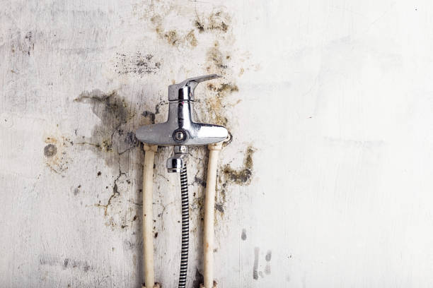 Best Affordable Mold Removal  in Baywood Park, CA