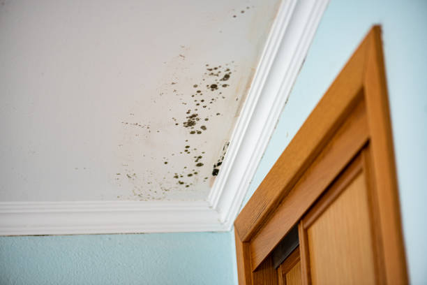 Best Residential Mold Removal  in Baywood Park, CA