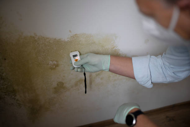 Professional Mold Removal in Baywood Park, CA