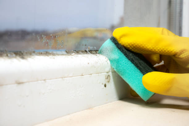 Best Fast Mold Removal  in Baywood Park, CA