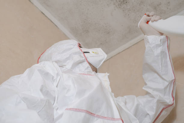 Best Local Mold Removal Service  in Baywood Park, CA
