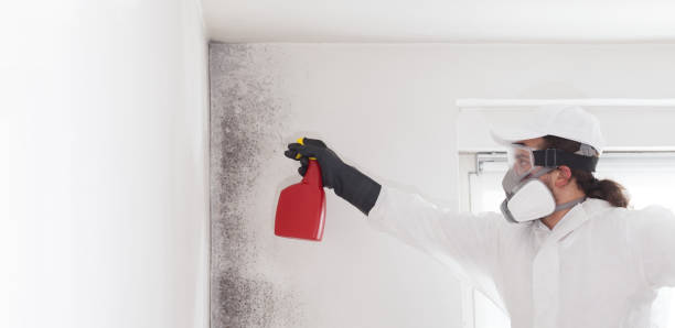 Best Office Mold Removal Services  in Baywood Park, CA