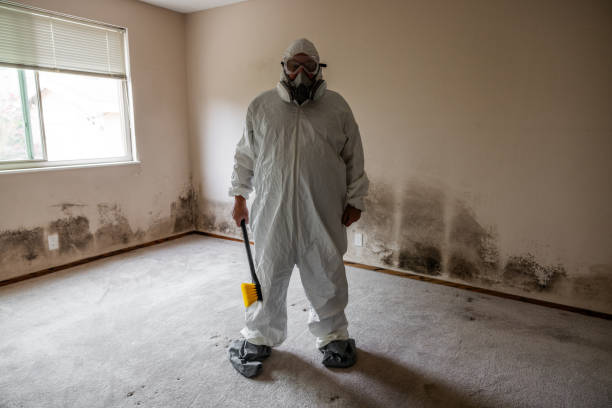 Best Local Mold Removal Service  in Baywood Park, CA