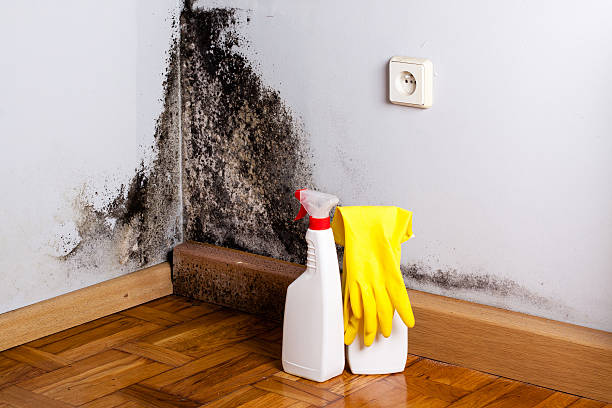 Best Certified Mold Removal  in Baywood Park, CA