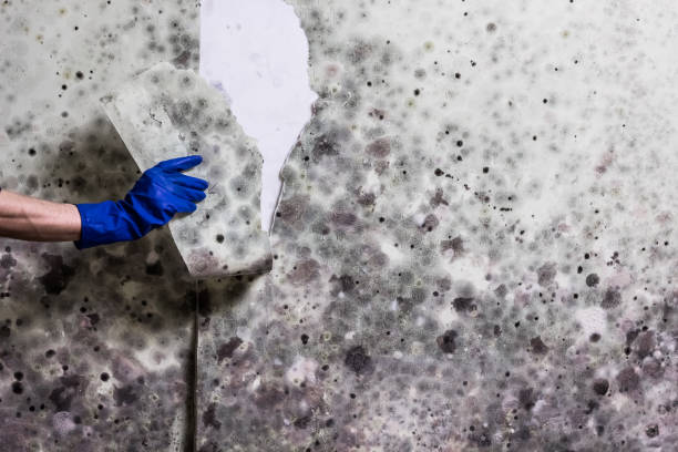 Best Office Mold Removal Services  in Baywood Park, CA