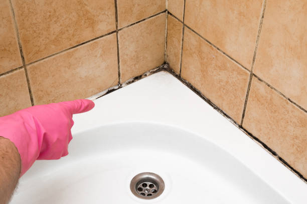 Best Same-Day Mold Removal  in Baywood Park, CA