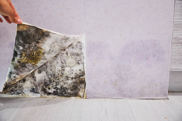 Best Residential Mold Removal  in Baywood Park, CA